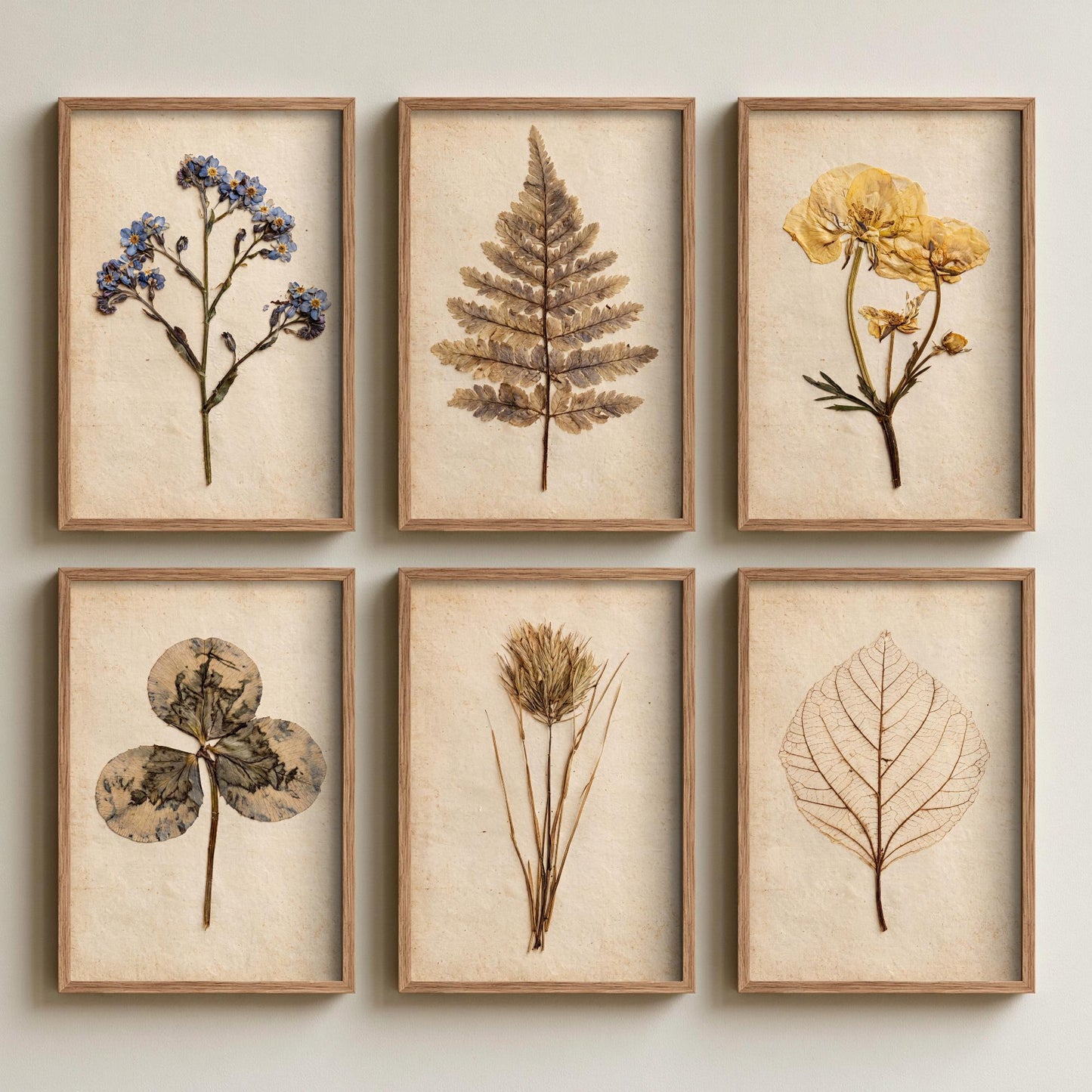Set of Six Pressed Botanical Art Prints - 6 Vintage Herbarium Illustrations - Poster - Forget-Me-Not, Fern, Buttercup, Clover, Skeleton Leaf