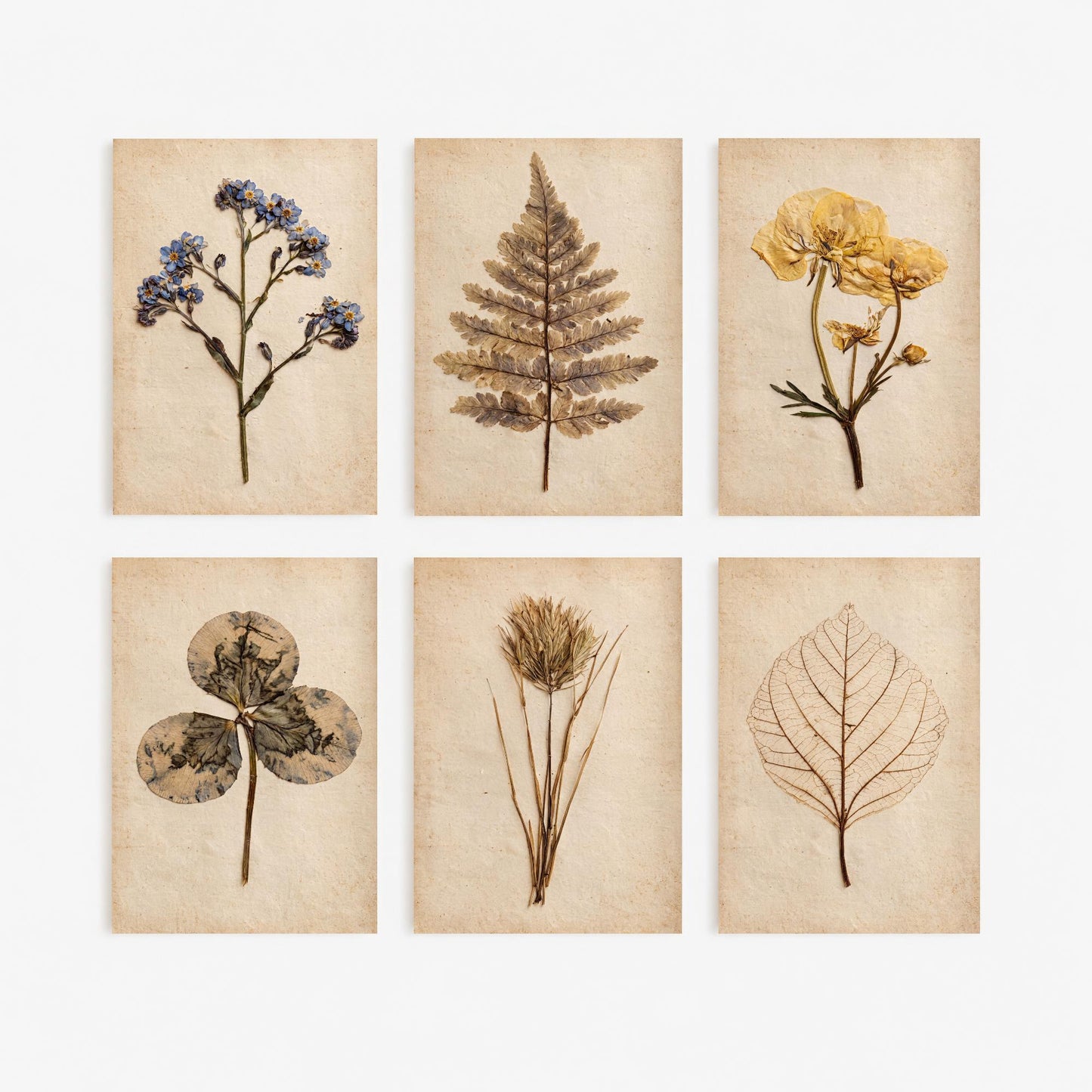 Set of Six Pressed Botanical Art Prints - 6 Vintage Herbarium Illustrations - Poster - Forget-Me-Not, Fern, Buttercup, Clover, Skeleton Leaf