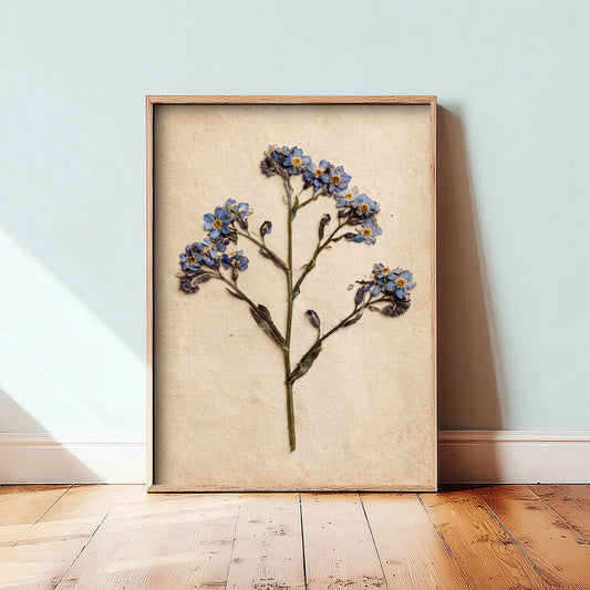 Pressed Forget Me Not Flowers Art Print - Vintage Botanical Photo Poster - Blue Herbarium Wildflowers on Antique Beige Paper V1 1/3
