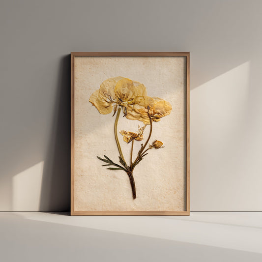 Pressed Yellow Poppy Flowers Art Print - Vintage Botanical Photo Poster - Dried Buttercup Herbarium on Antique Beige Paper V1 3/3