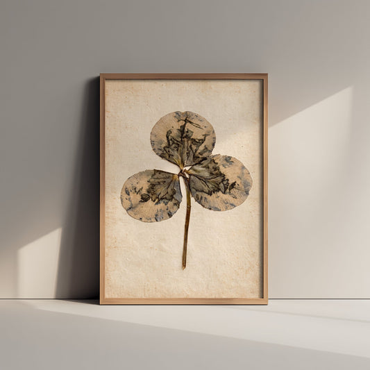 Pressed Clover Leaf Art Print - Vintage Botanical Photo Poster - Inky Marbled Trefoil Herbarium on Antique Beige Paper V2 1/3