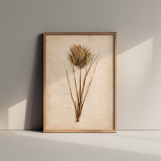 Pressed Wild Grasses Art Print - Dried Grass Seed Head Photo Poster - Vintage Botanical Herbarium on Antique Beige Paper V2 2/3
