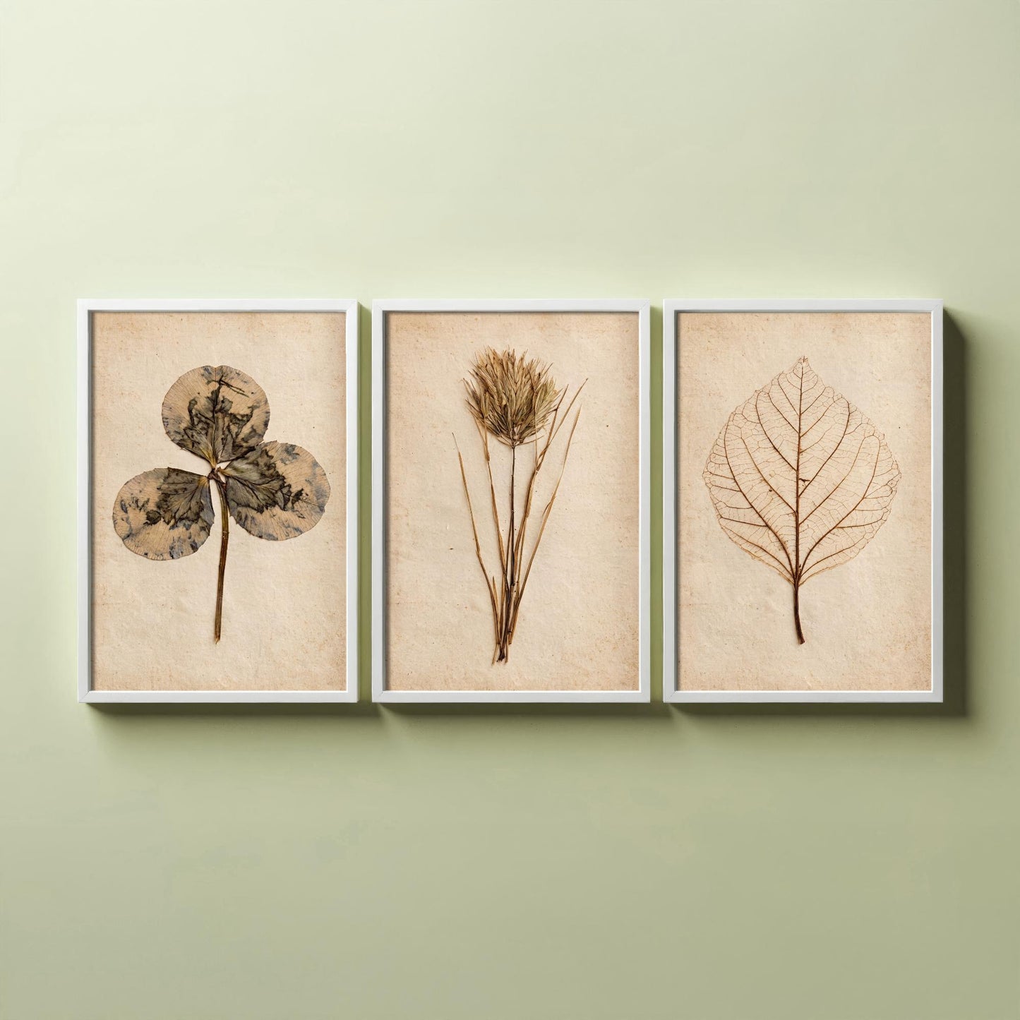 Pressed Botanicals Set of Three Art Prints - Clover Leaf, Wild Grass, Skeleton Leaf - Vintage Herbarium Photo Posters V2