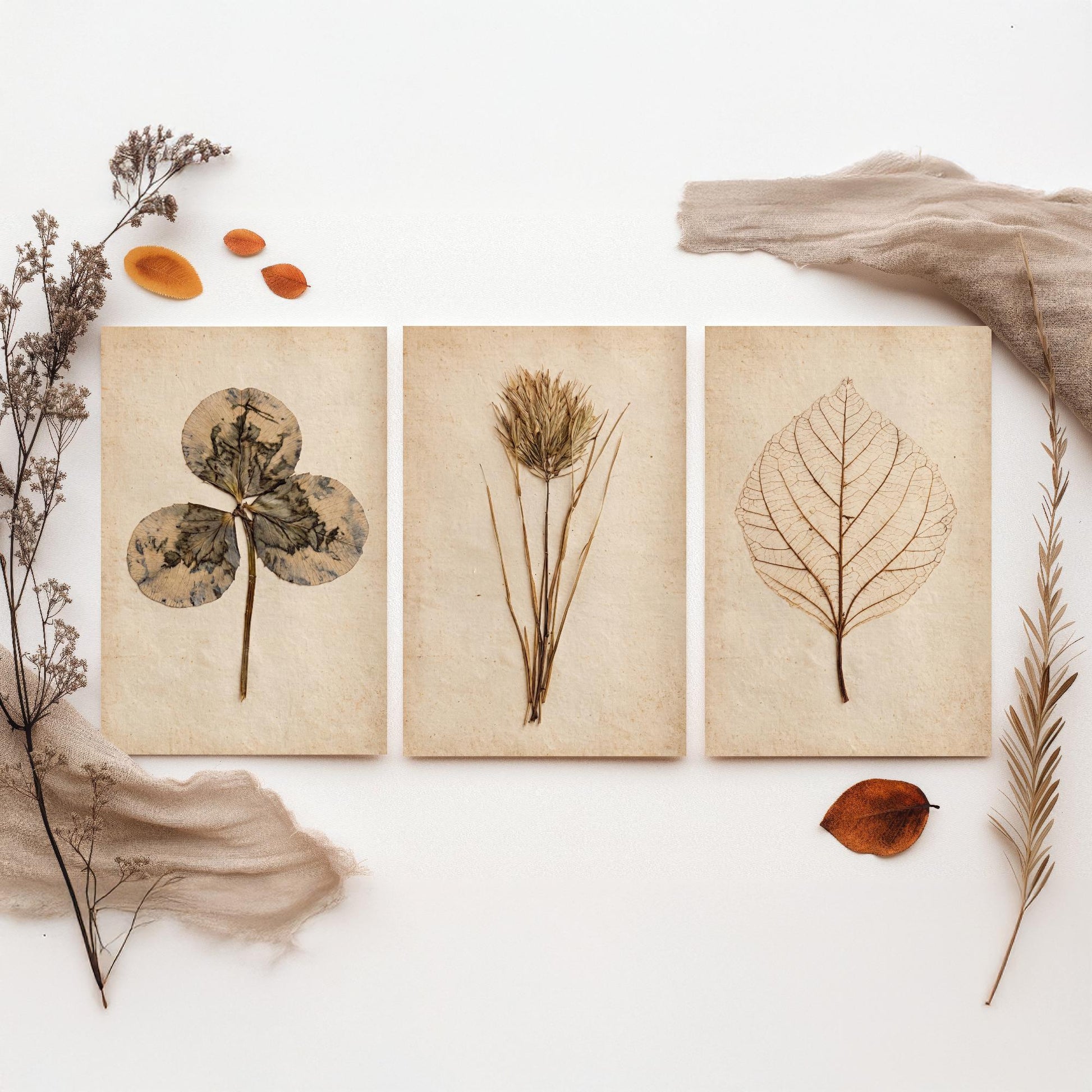 Pressed Botanicals Set of Three Art Prints - Clover Leaf, Wild Grass, Skeleton Leaf - Vintage Herbarium Photo Posters V2