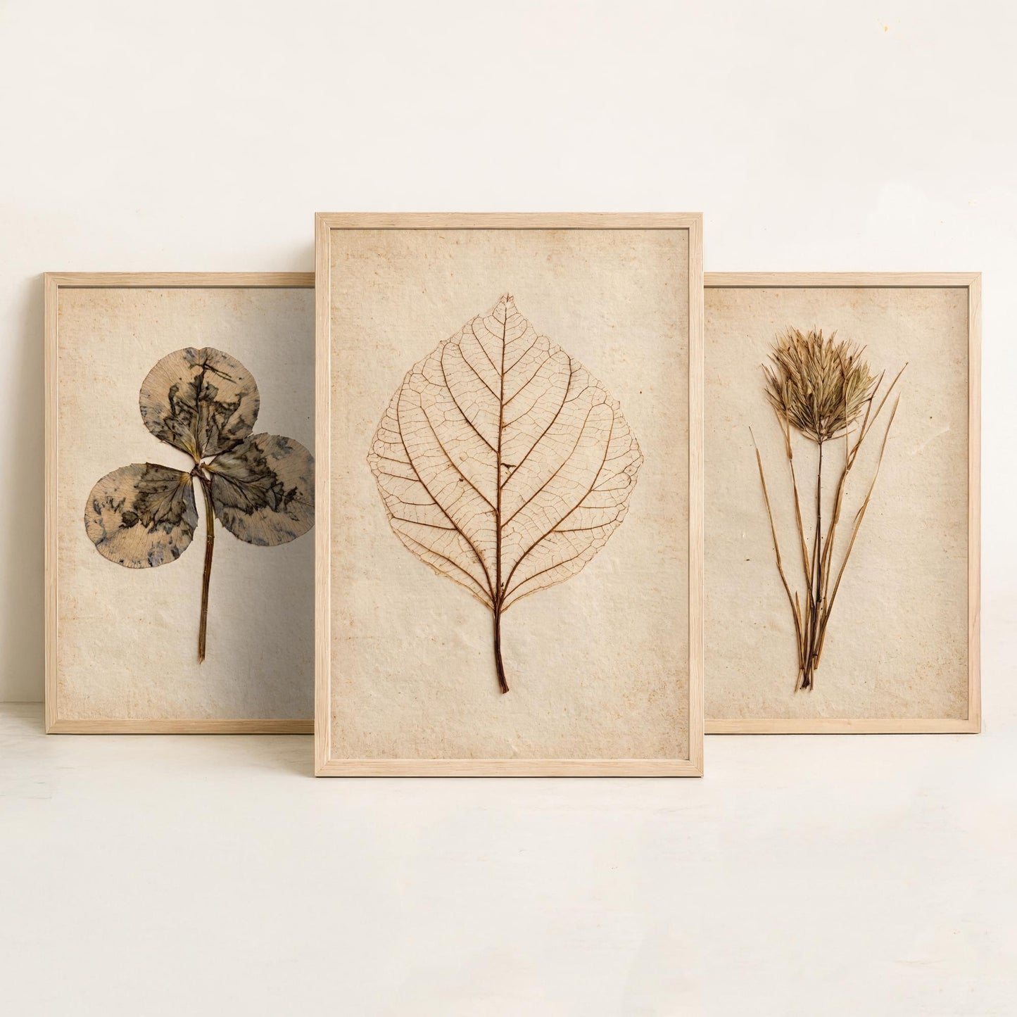 Pressed Botanicals Set of Three Art Prints - Clover Leaf, Wild Grass, Skeleton Leaf - Vintage Herbarium Photo Posters V2