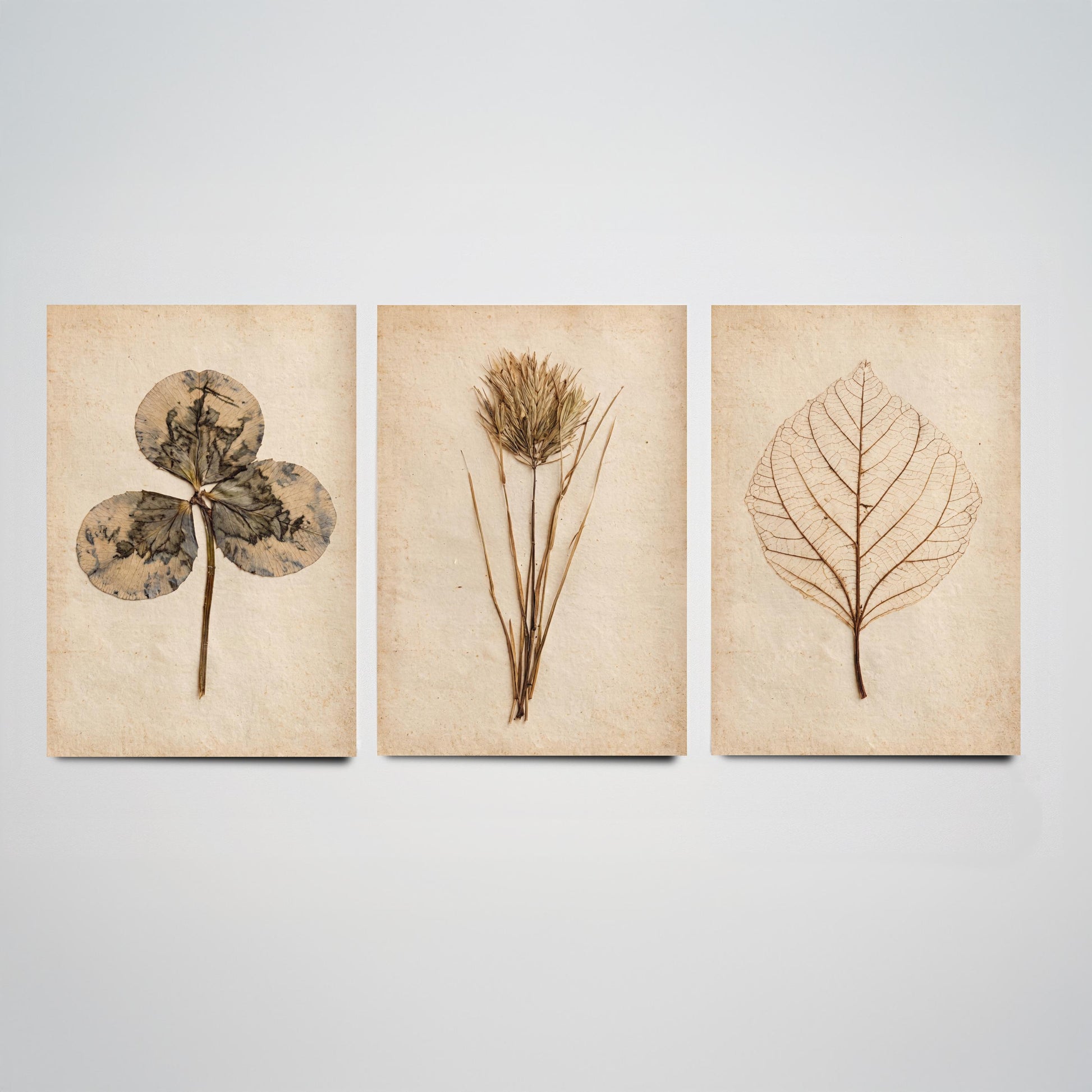 Pressed Botanicals Set of Three Art Prints - Clover Leaf, Wild Grass, Skeleton Leaf - Vintage Herbarium Photo Posters V2