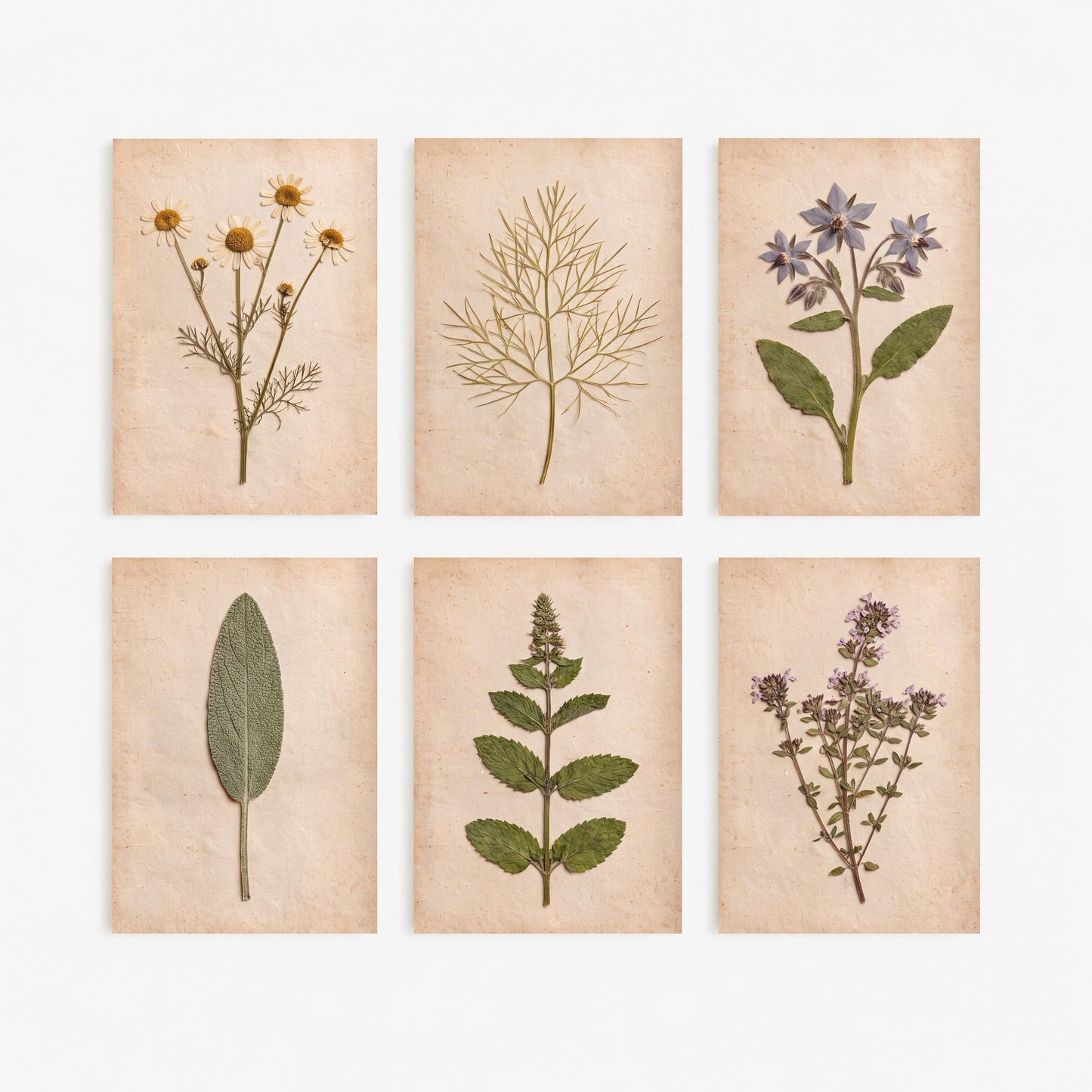 Set of Six Pressed Herb Art Prints - 6 Kitchen Herbarium Photo Posters - Chamomile, Borage, Sage, Mint, Thyme, Dill - Culinary Botanicals