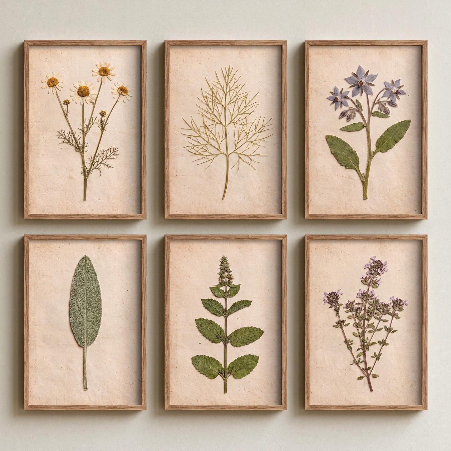 Set of Six Pressed Herb Art Prints - 6 Kitchen Herbarium Photo Posters - Chamomile, Borage, Sage, Mint, Thyme, Dill - Culinary Botanicals