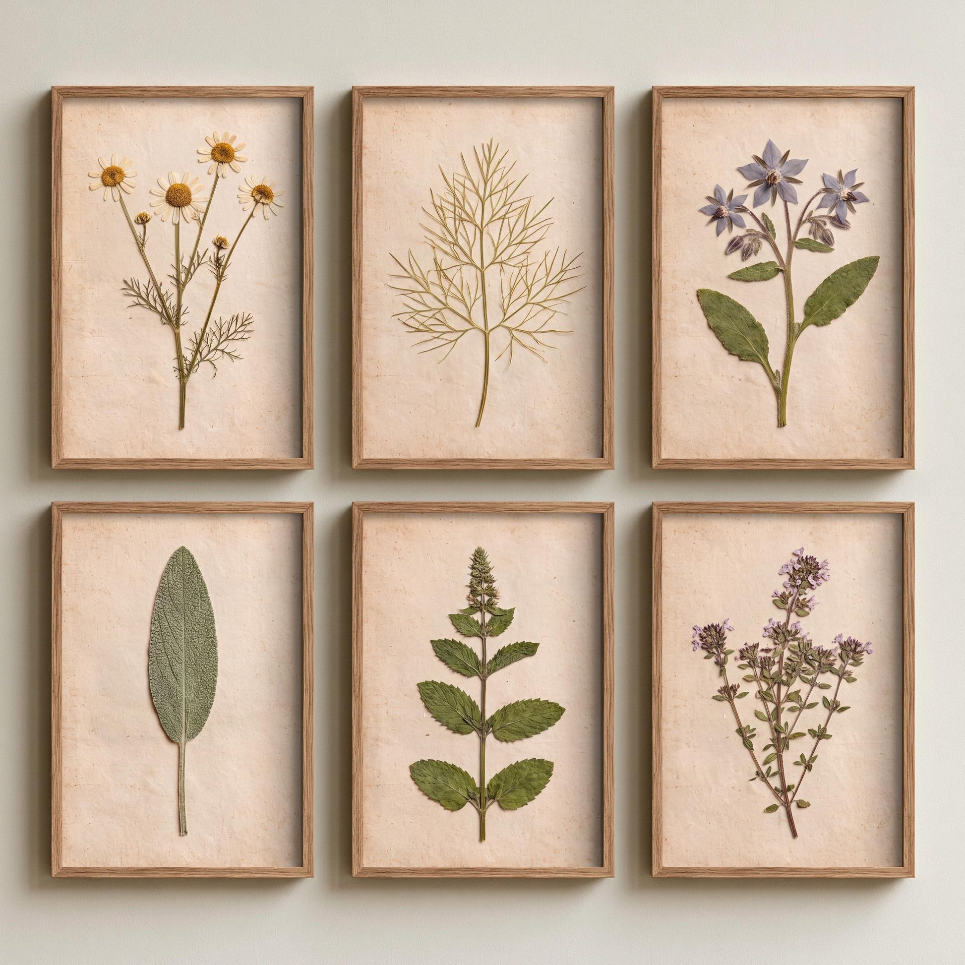 Set of Six Pressed Herb Art Prints - 6 Kitchen Herbarium Photo Posters - Chamomile, Borage, Sage, Mint, Thyme, Dill - Culinary Botanicals
