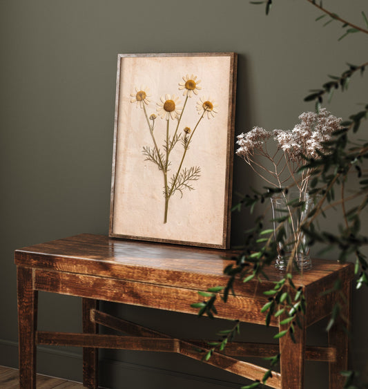 Pressed Chamomile Art Print - Vintage Herb Herbarium Photo - Wild Chamomile Flower Poster 1/3