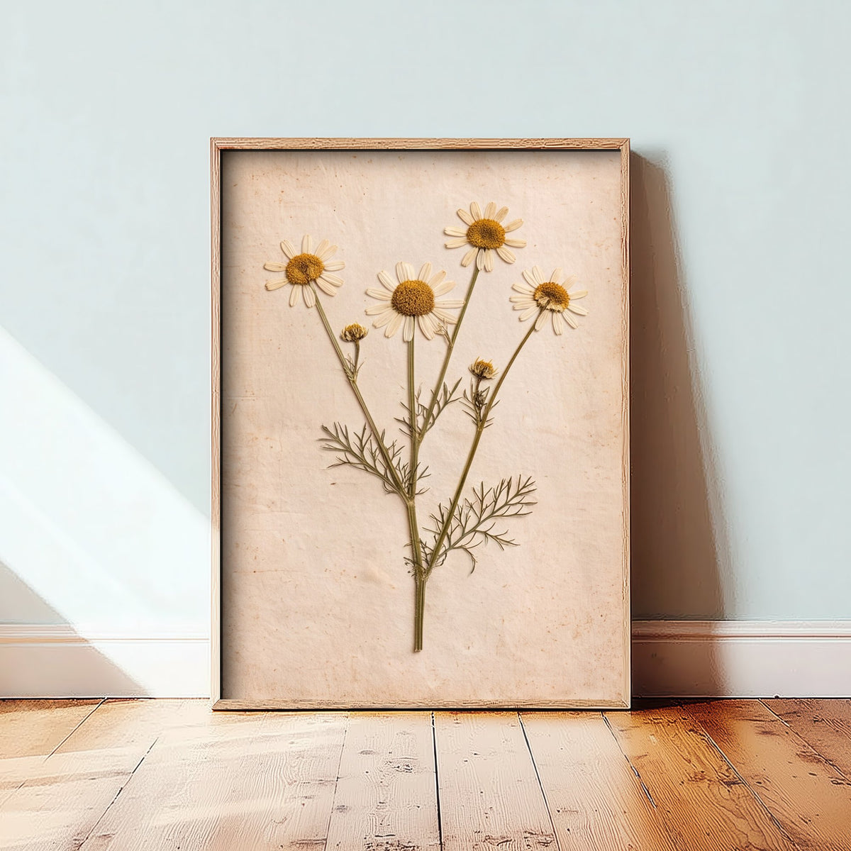 Pressed Chamomile Art Print - Vintage Herb Herbarium Photo - Wild Chamomile Flower Poster 1/3