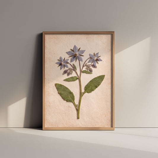 Pressed Borage Art Print - Vintage Herbarium Photo - Blue Starflower Kitchen Herb Poster 3/3