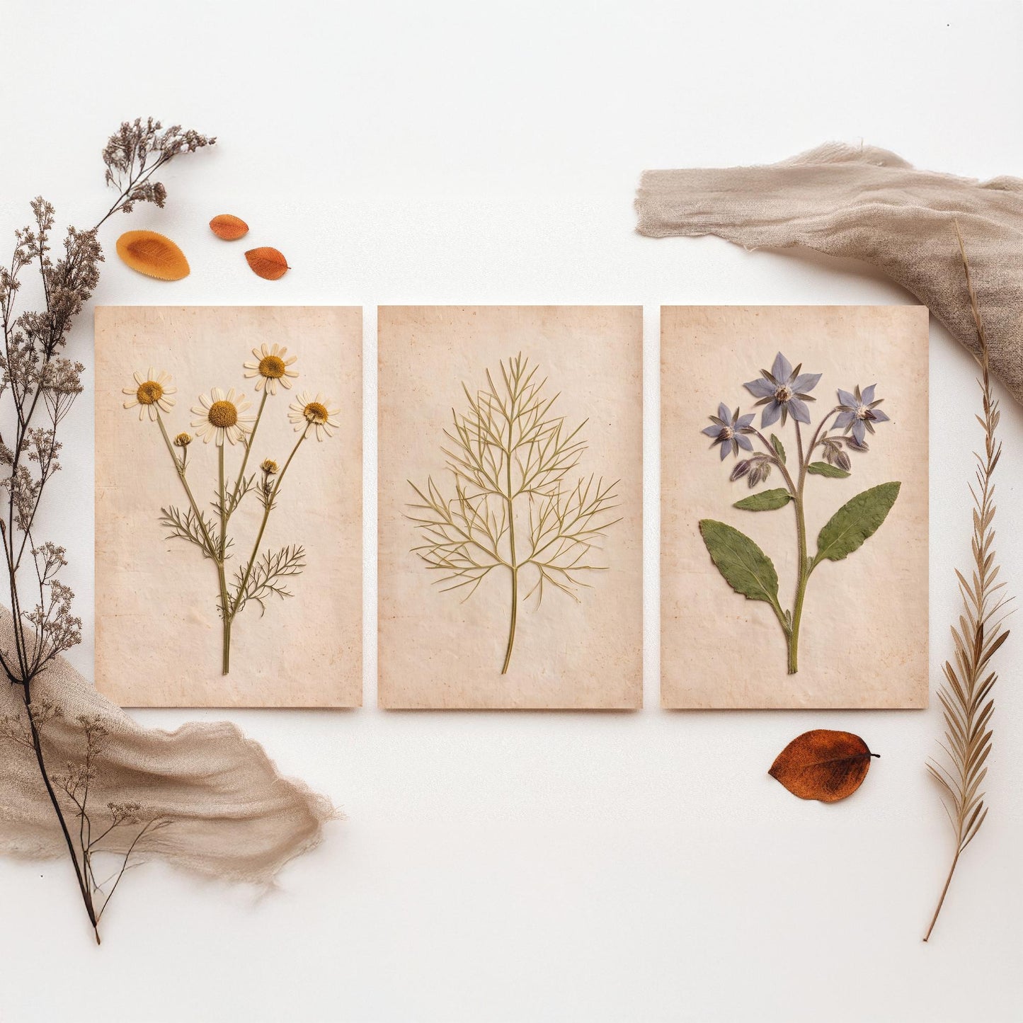 Pressed Herbs Set of Three Art Prints - Chamomile Dill and Borage - Vintage Kitchen Herbarium Posters - Cottage Botanical Photo