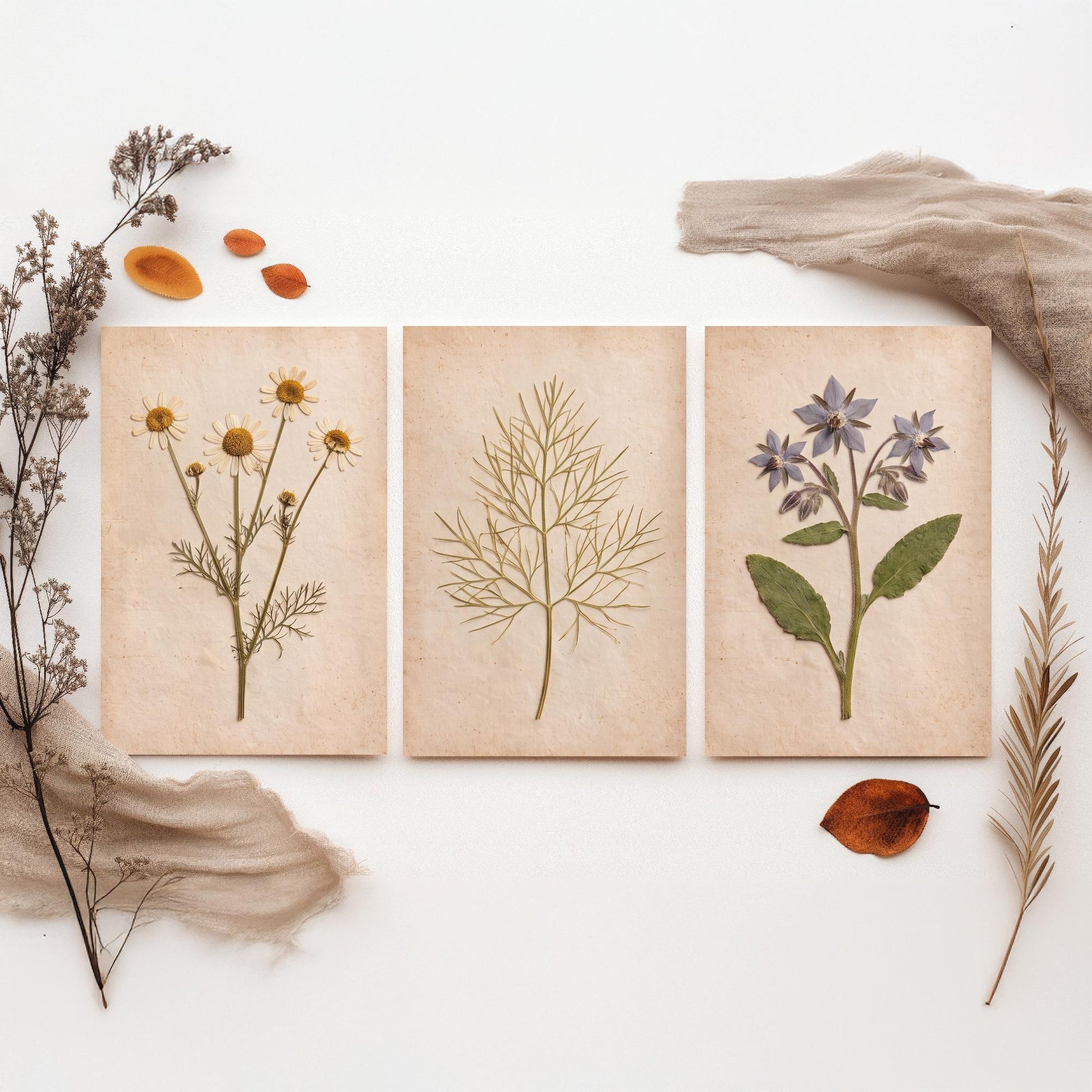 Pressed Herbs Set of Three Art Prints - Chamomile Dill and Borage - Vintage Kitchen Herbarium Posters - Cottage Botanical Photo
