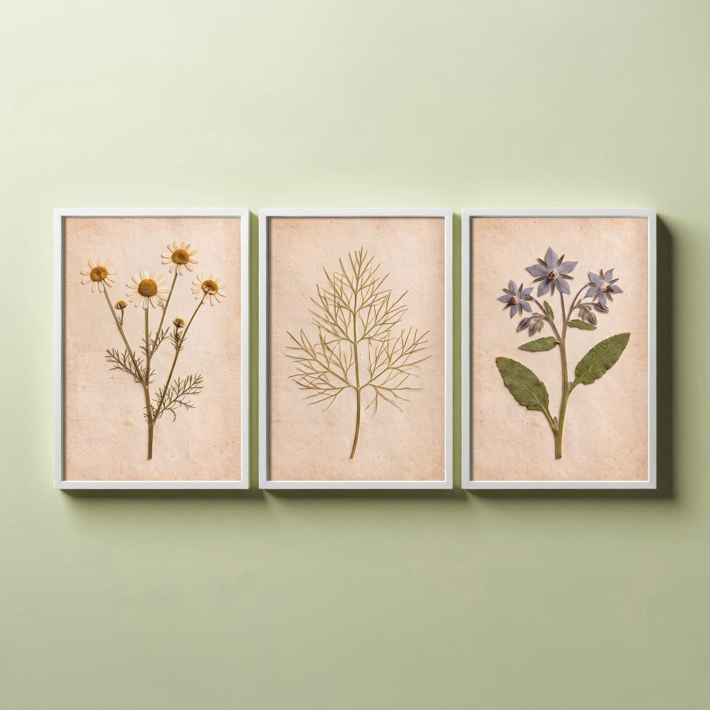 Pressed Herbs Set of Three Art Prints - Chamomile Dill and Borage - Vintage Kitchen Herbarium Posters - Cottage Botanical Photo