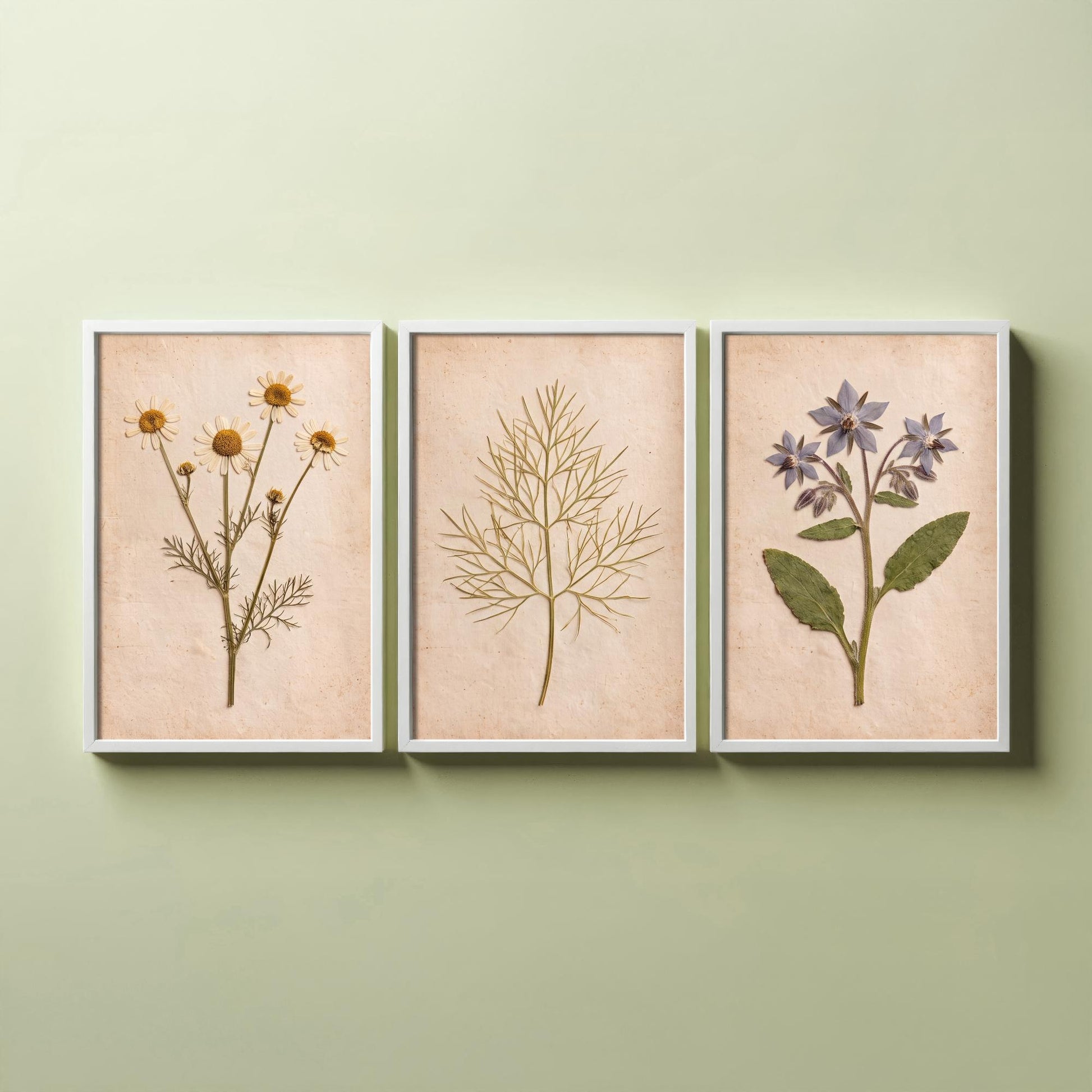 Pressed Herbs Set of Three Art Prints - Chamomile Dill and Borage - Vintage Kitchen Herbarium Posters - Cottage Botanical Photo