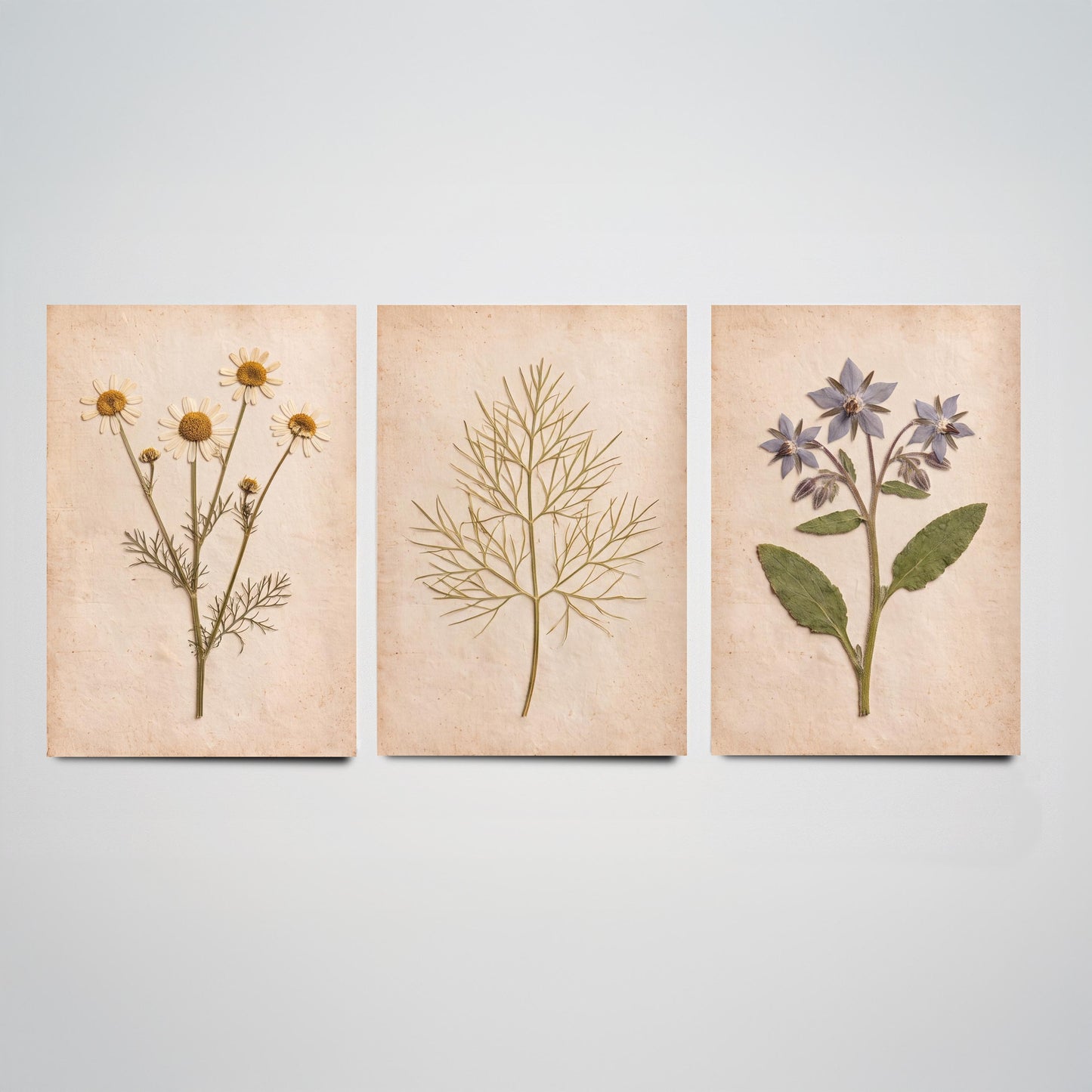 Pressed Herbs Set of Three Art Prints - Chamomile Dill and Borage - Vintage Kitchen Herbarium Posters - Cottage Botanical Photo