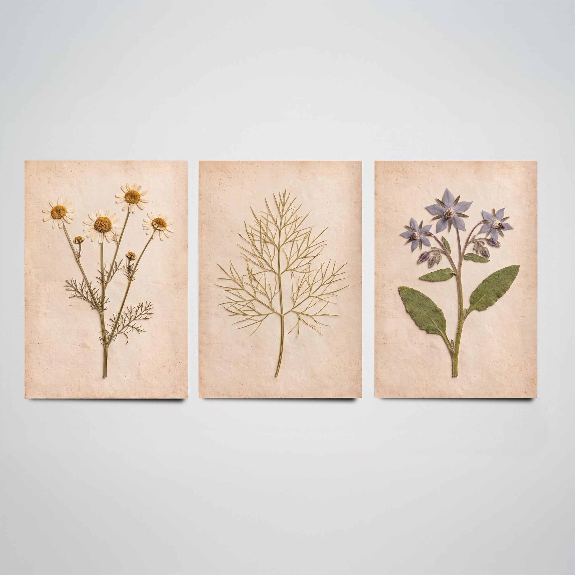 Pressed Herbs Set of Three Art Prints - Chamomile Dill and Borage - Vintage Kitchen Herbarium Posters - Cottage Botanical Photo