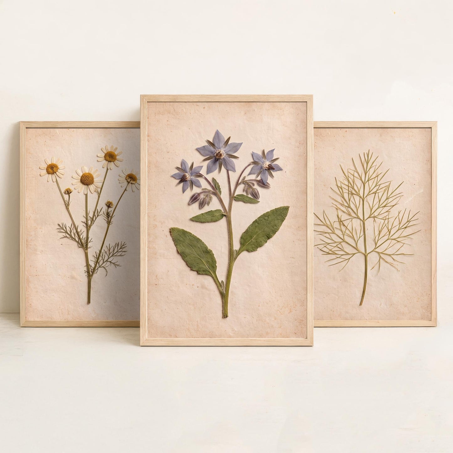 Pressed Herbs Set of Three Art Prints - Chamomile Dill and Borage - Vintage Kitchen Herbarium Posters - Cottage Botanical Photo