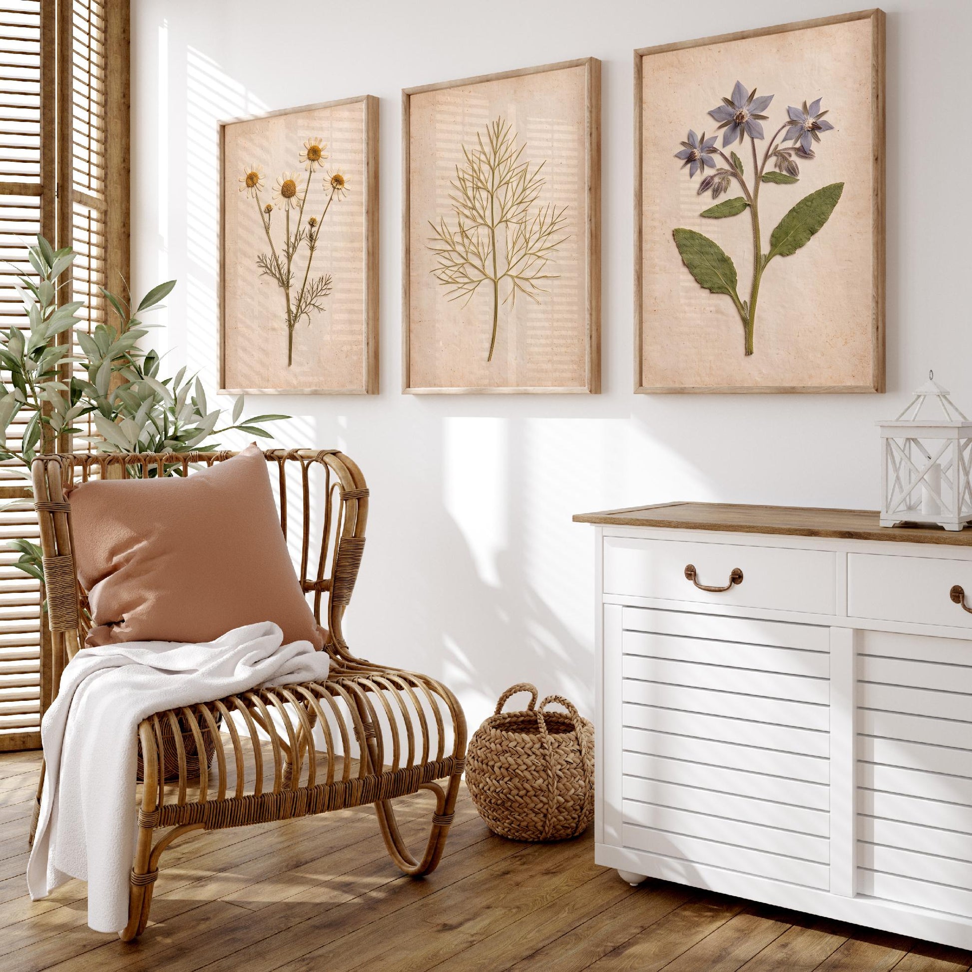 Pressed Herbs Set of Three Art Prints - Chamomile Dill and Borage - Vintage Kitchen Herbarium Posters - Cottage Botanical Photo