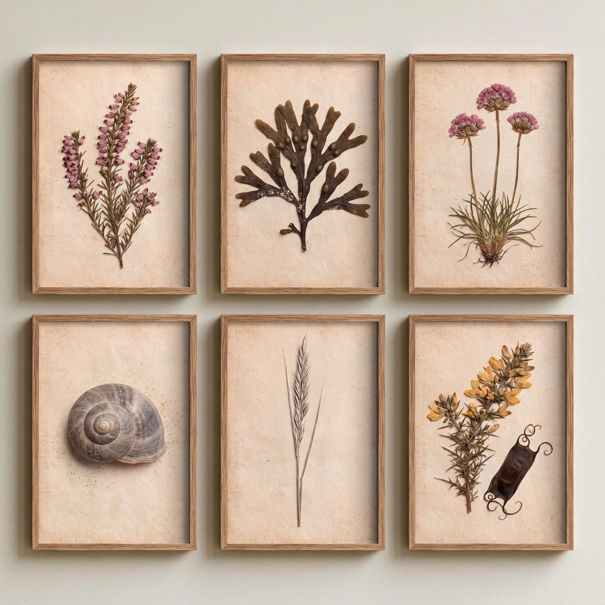Set of Six Cornwall Coast Art Prints - 6 Pressed Seaside Photo Posters - Heather, Seaweed, Sea Thrift, Snail Shell, Gorse, Dune Grass