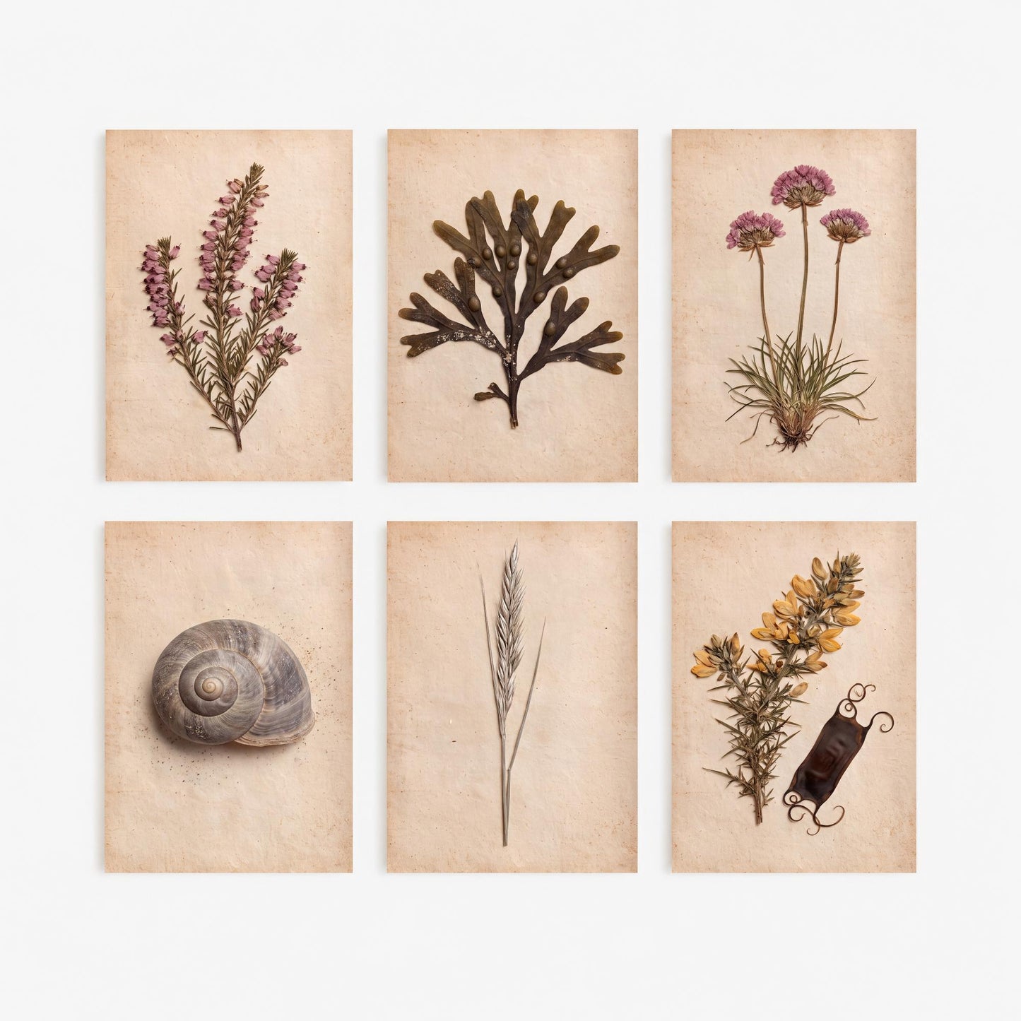 Set of Six Cornwall Coast Art Prints - 6 Pressed Seaside Photo Posters - Heather, Seaweed, Sea Thrift, Snail Shell, Gorse, Dune Grass