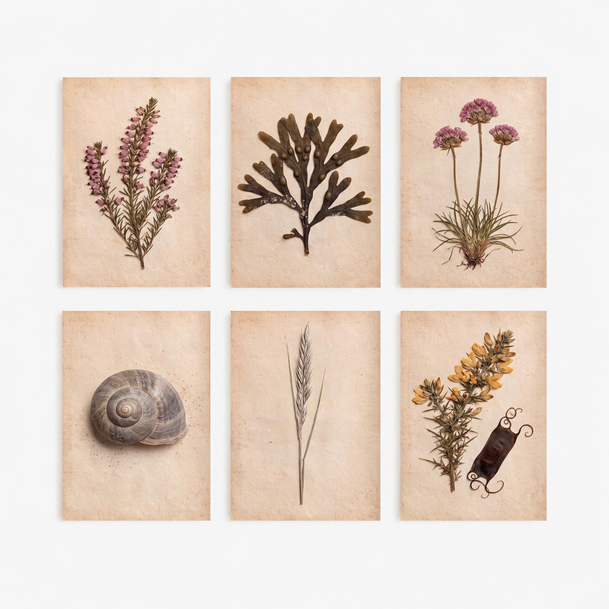 Set of Six Cornwall Coast Art Prints - 6 Pressed Seaside Photo Posters - Heather, Seaweed, Sea Thrift, Snail Shell, Gorse, Dune Grass