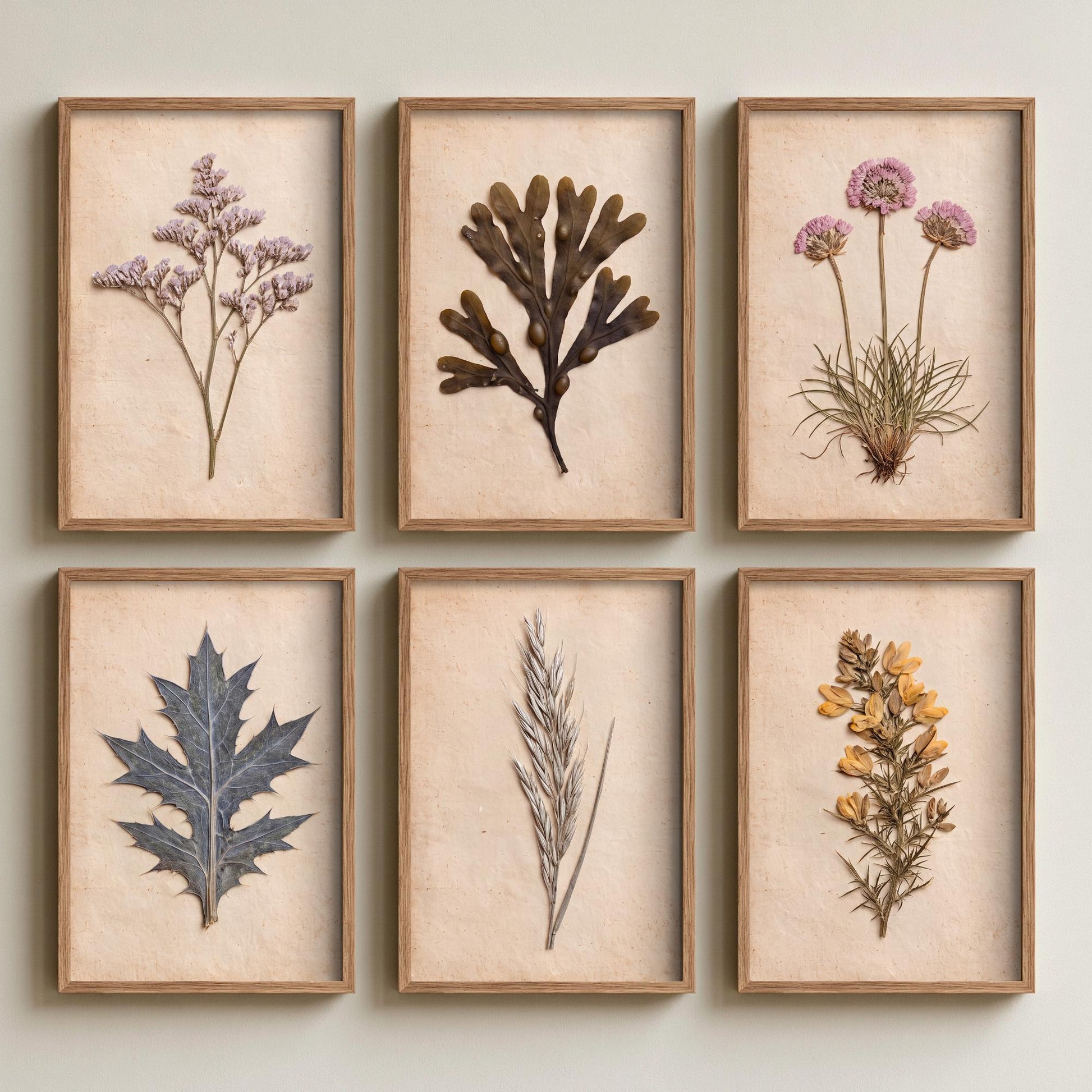 Set of Six Cornish Seashore Art Prints - 6 Pressed Coastal Specimens - Sea Lavender, Sea Holly, Thrift, Gorse, Wrack Seaweed - Photo Poster