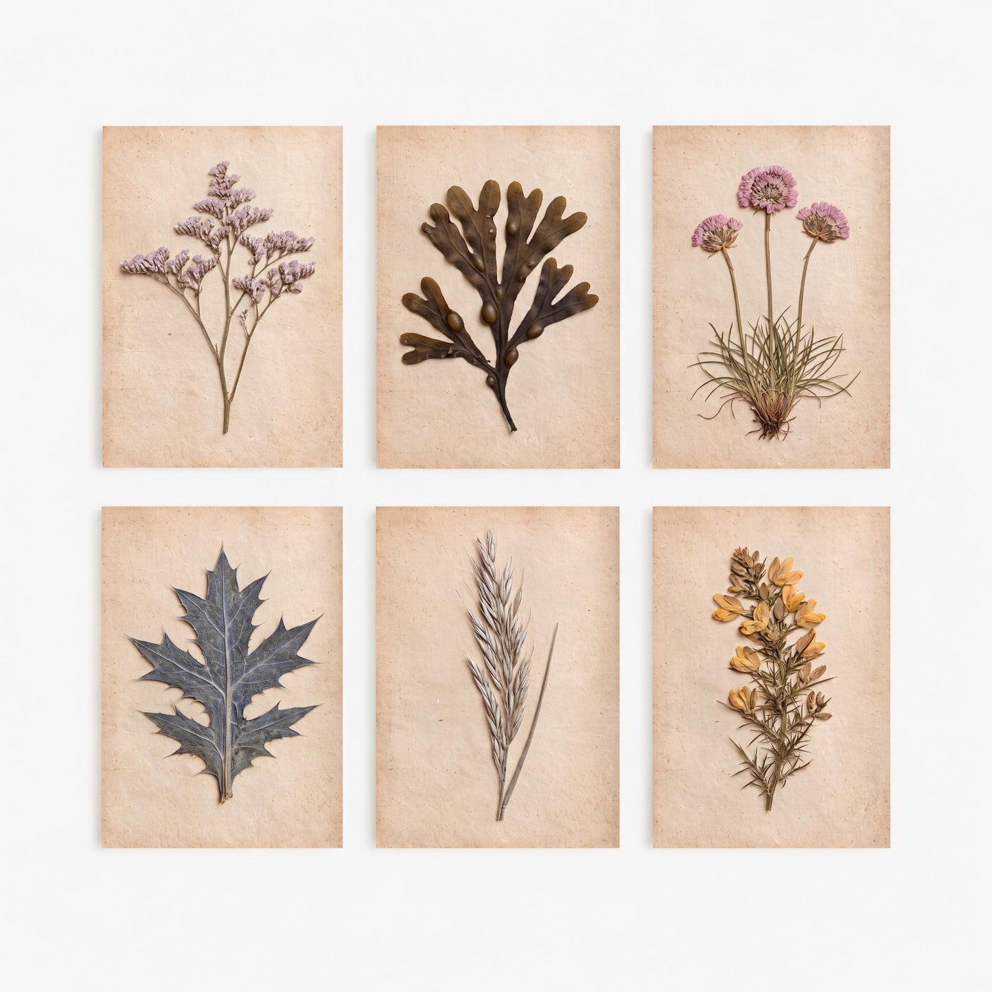 Set of Six Cornish Seashore Art Prints - 6 Pressed Coastal Specimens - Sea Lavender, Sea Holly, Thrift, Gorse, Wrack Seaweed - Photo Poster