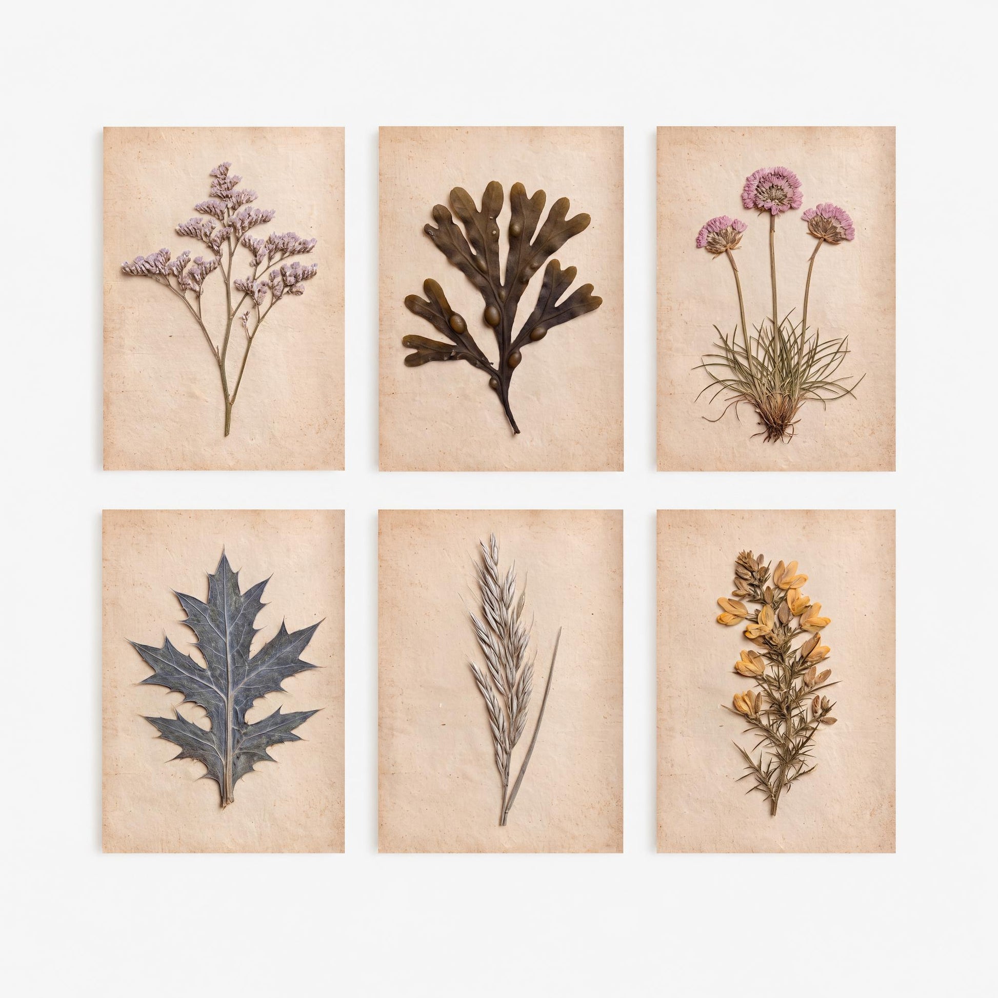 Set of Six Cornish Seashore Art Prints - 6 Pressed Coastal Specimens - Sea Lavender, Sea Holly, Thrift, Gorse, Wrack Seaweed - Photo Poster