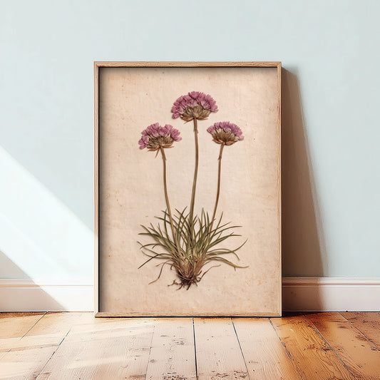 Sea Pink Thrift Art Print - Pressed Cornwall Clifftop Flower Poster - Vintage Coastal Herbarium Photo 3/3