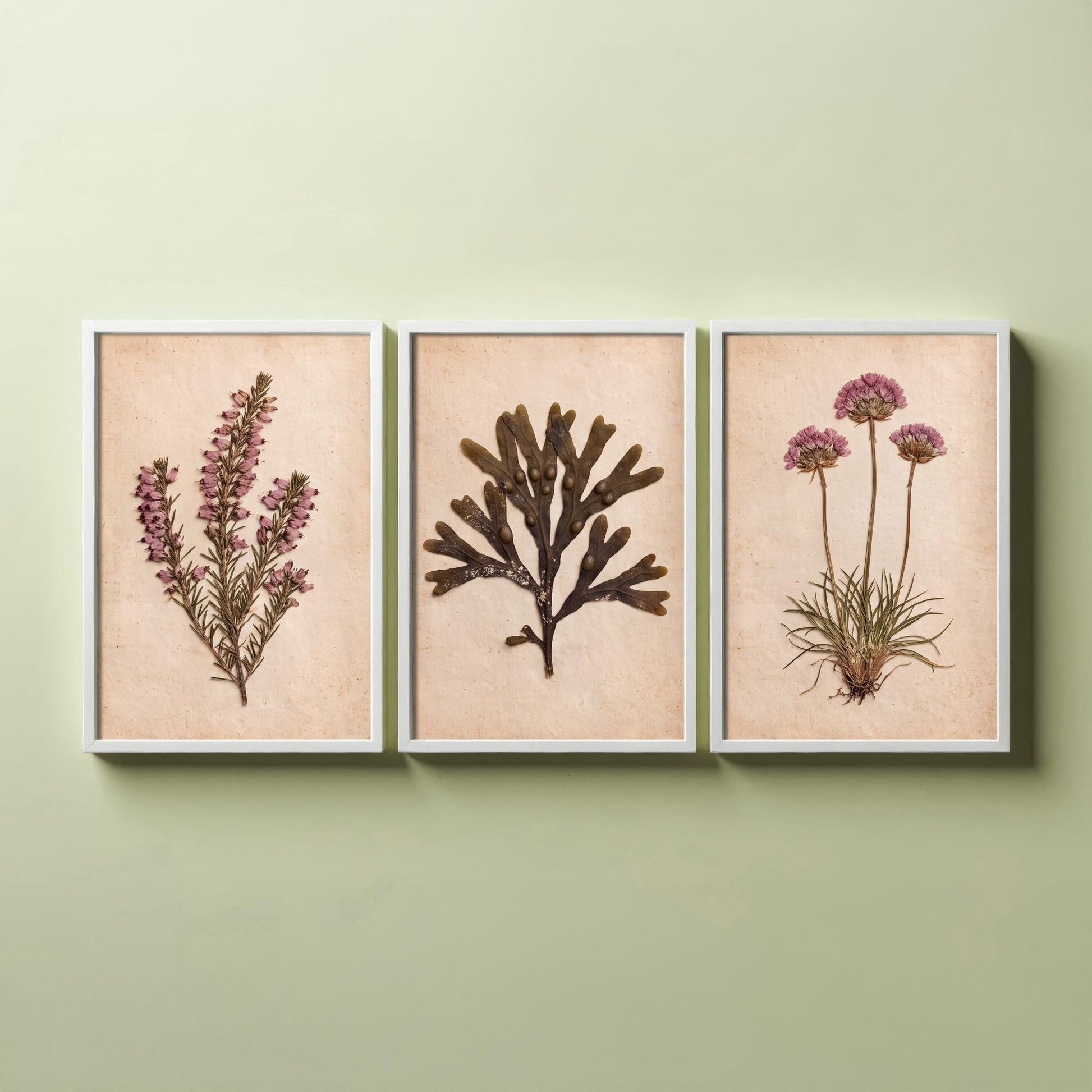Cornwall Coast Set of Three Art Prints - Cornish Heath Bladderwrack Seaweed and Sea Pink Thrift - Pressed Seaside Herbarium Photo Posters