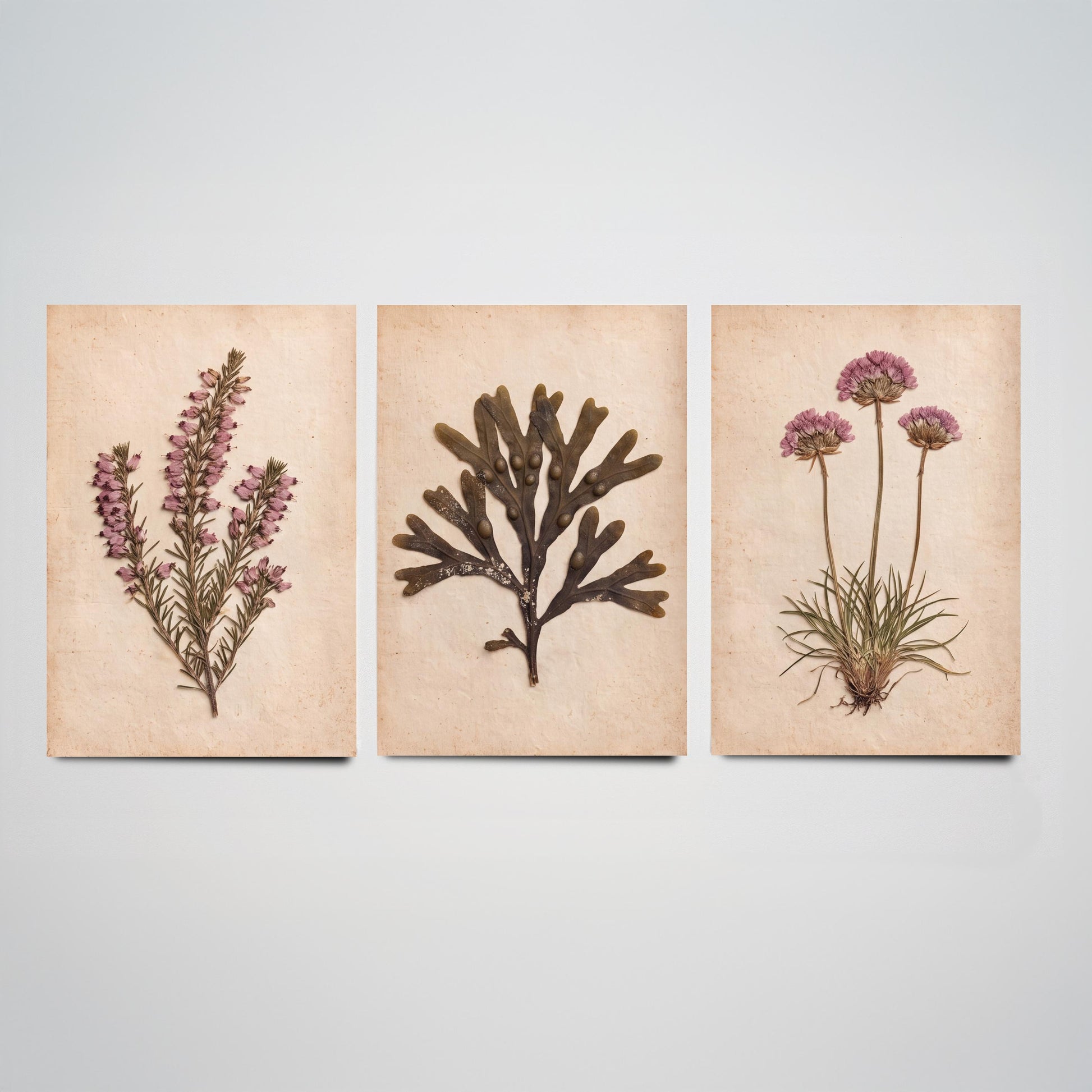 Cornwall Coast Set of Three Art Prints - Cornish Heath Bladderwrack Seaweed and Sea Pink Thrift - Pressed Seaside Herbarium Photo Posters