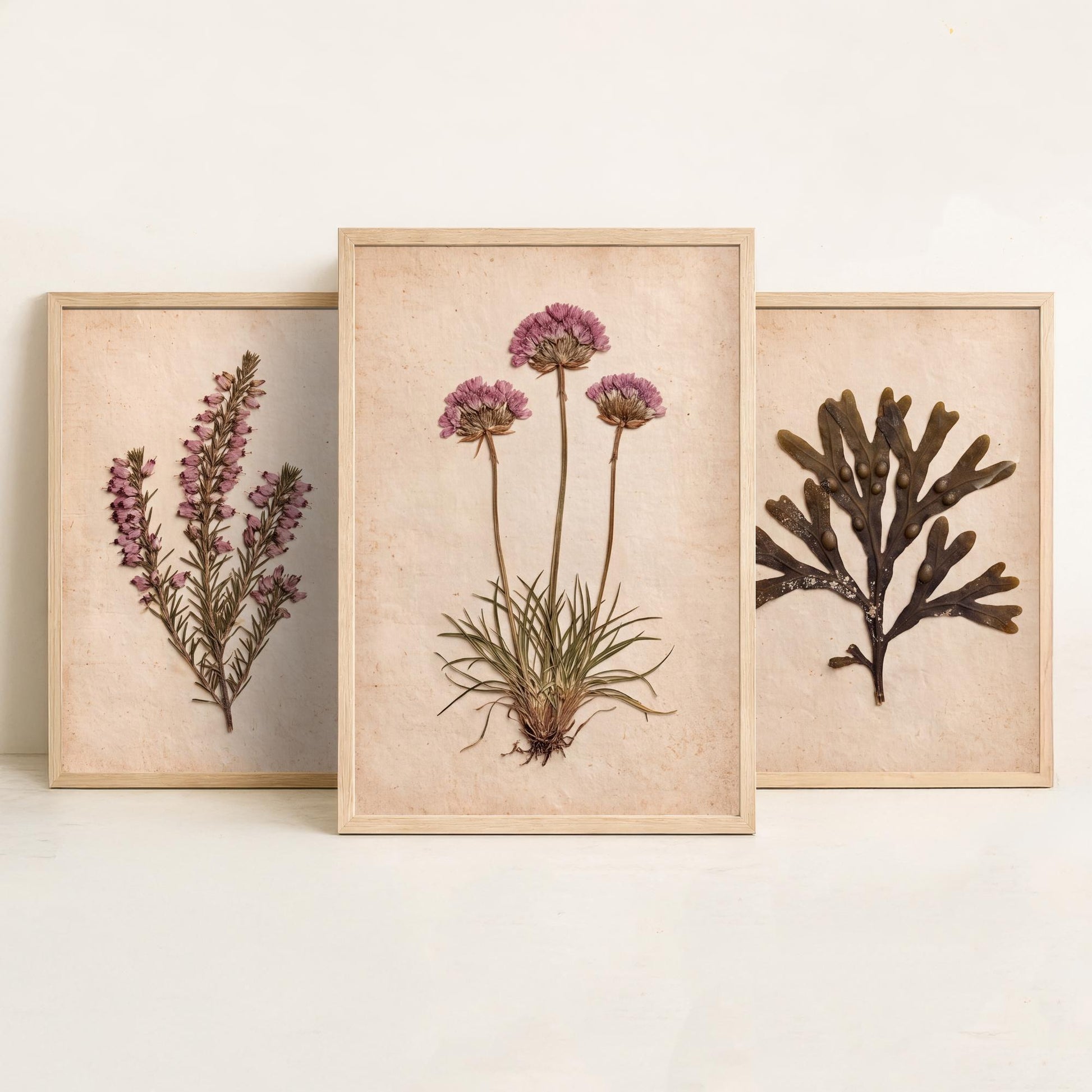Cornwall Coast Set of Three Art Prints - Cornish Heath Bladderwrack Seaweed and Sea Pink Thrift - Pressed Seaside Herbarium Photo Posters