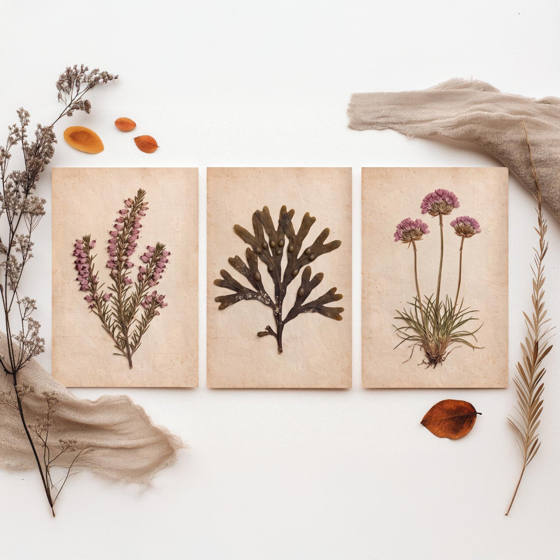 Cornwall Coast Set of Three Art Prints - Cornish Heath Bladderwrack Seaweed and Sea Pink Thrift - Pressed Seaside Herbarium Photo Posters