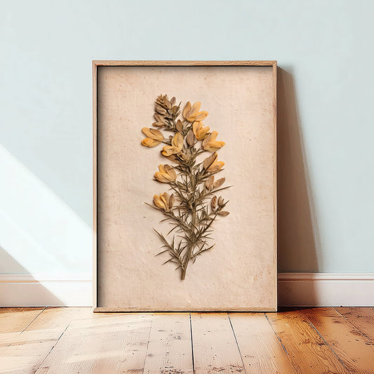Gorse Flower Art Print - Pressed Yellow Furze Poster - Vintage Cornwall Coast Herbarium Photo 3/3