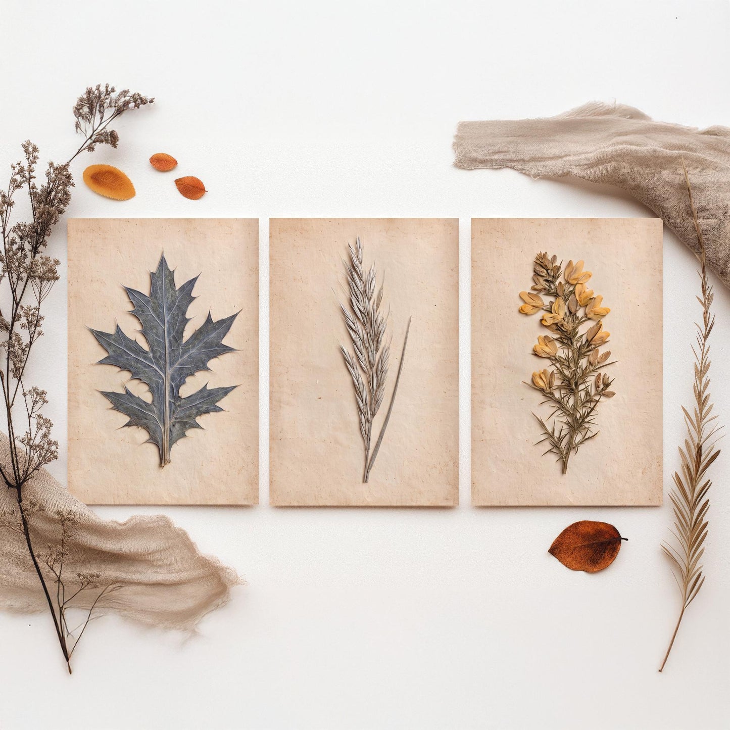 Cornish Dunes Set of Three Art Prints - Sea Holly Marram Grass and Gorse - Pressed Coastal Botanical Posters - Cornwall Beach Photo