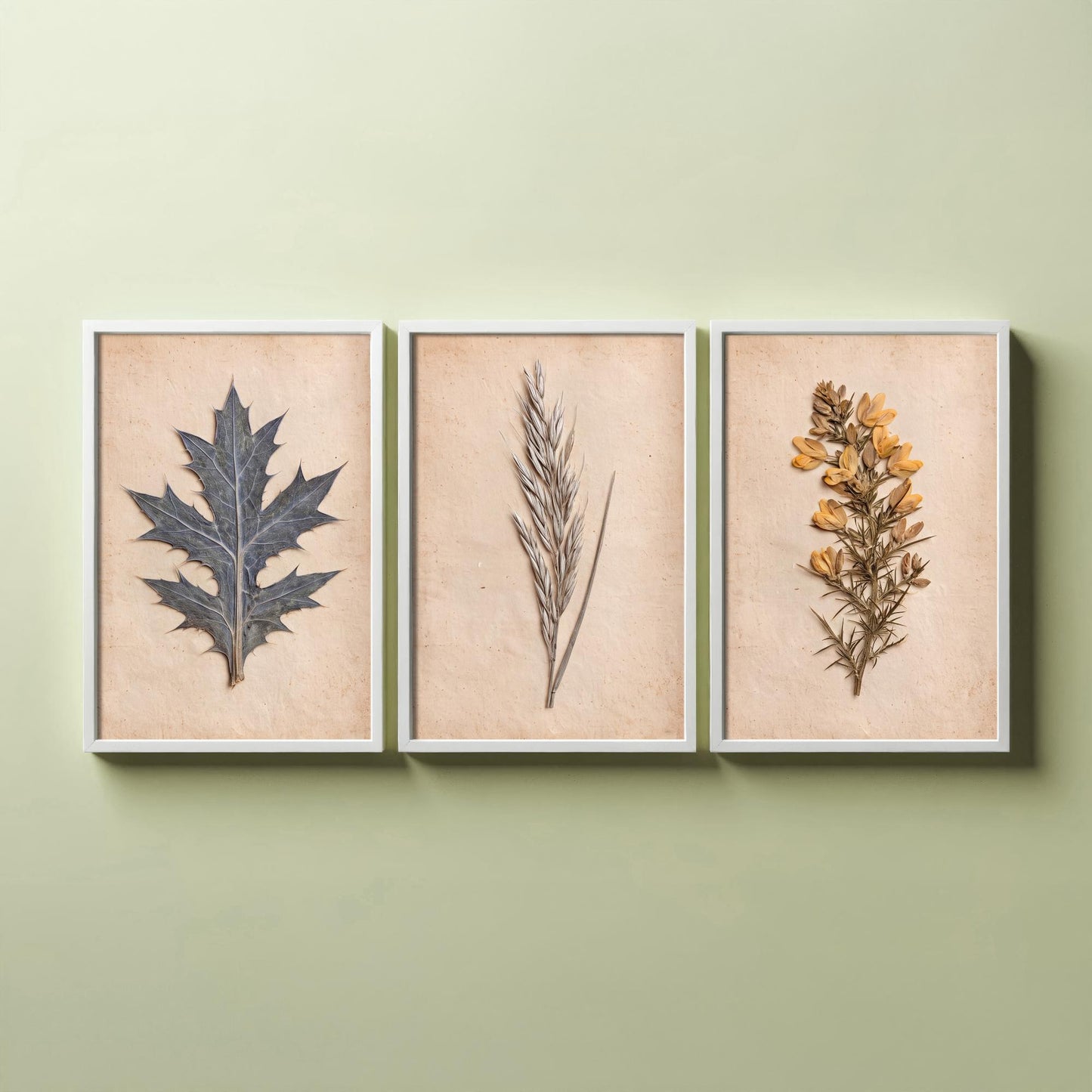 Cornish Dunes Set of Three Art Prints - Sea Holly Marram Grass and Gorse - Pressed Coastal Botanical Posters - Cornwall Beach Photo