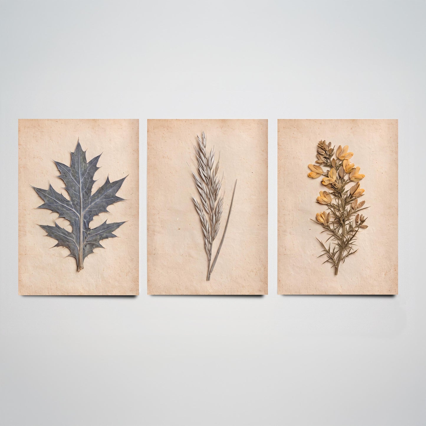 Cornish Dunes Set of Three Art Prints - Sea Holly Marram Grass and Gorse - Pressed Coastal Botanical Posters - Cornwall Beach Photo