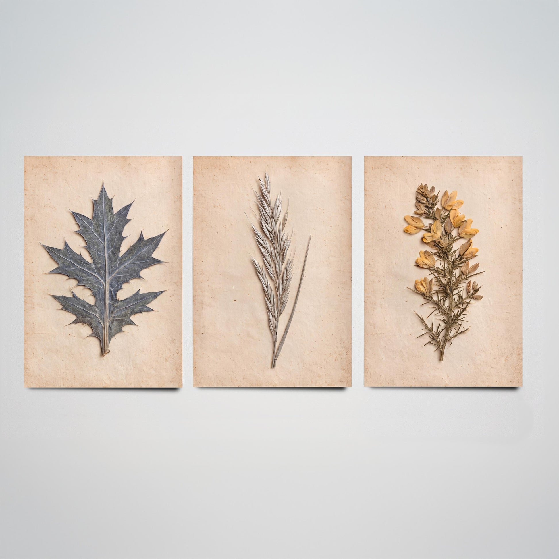 Cornish Dunes Set of Three Art Prints - Sea Holly Marram Grass and Gorse - Pressed Coastal Botanical Posters - Cornwall Beach Photo