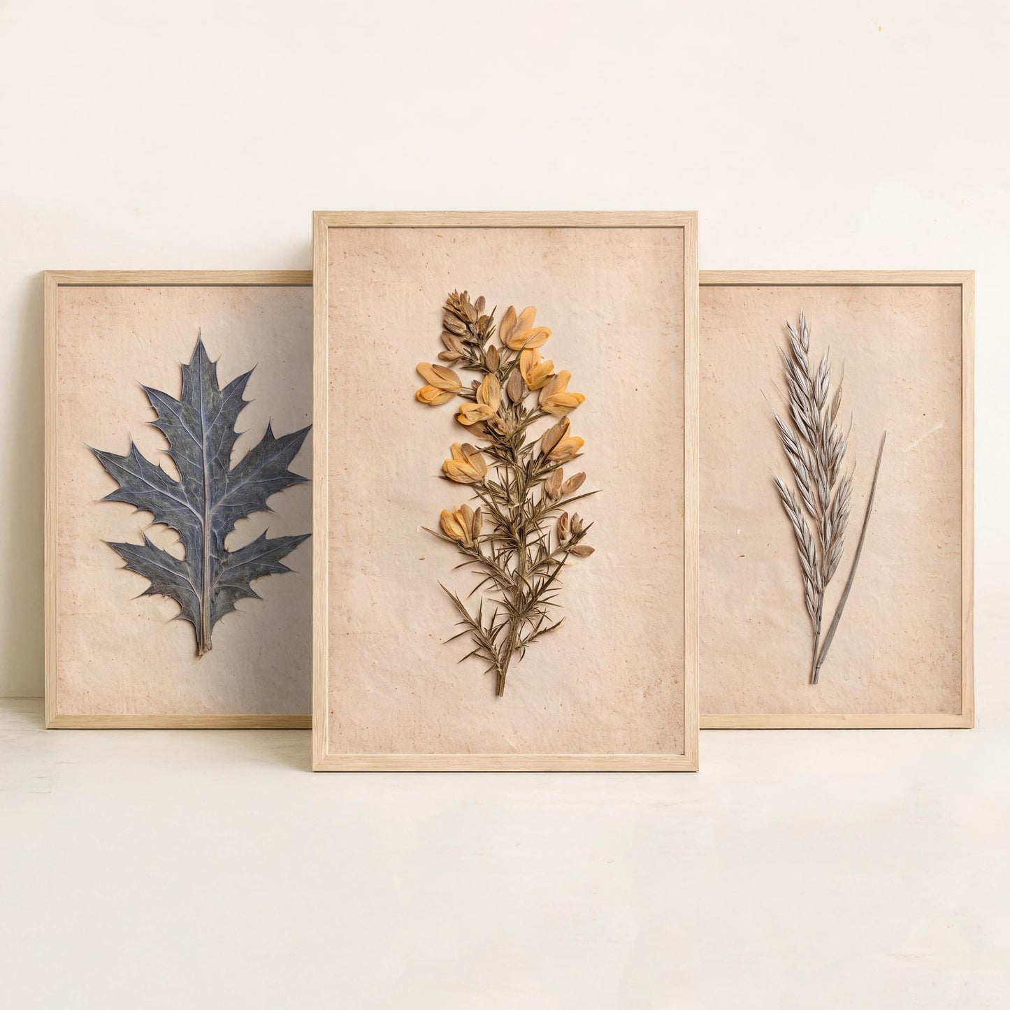 Cornish Dunes Set of Three Art Prints - Sea Holly Marram Grass and Gorse - Pressed Coastal Botanical Posters - Cornwall Beach Photo