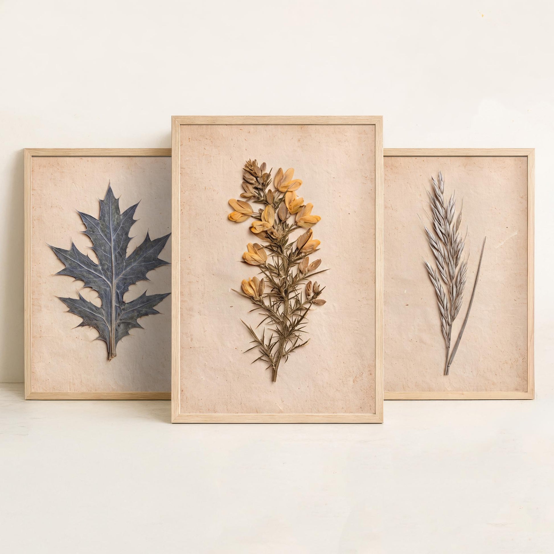Cornish Dunes Set of Three Art Prints - Sea Holly Marram Grass and Gorse - Pressed Coastal Botanical Posters - Cornwall Beach Photo