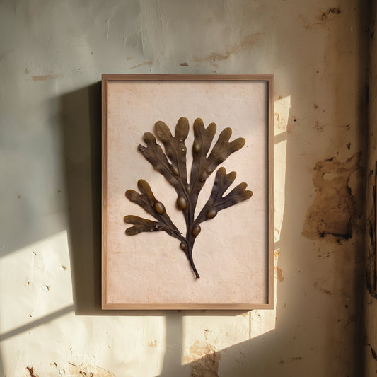 Bladderwrack Seaweed Poster - Pressed Shoreline Specimen Art Print - Vintage Cornish Beachcombing Photo 2/3
