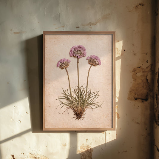 Thrift Flower Art Print - Pink Sea Cushion Blooms Poster - Vintage Cornish Beach Herbarium Photo 3/3