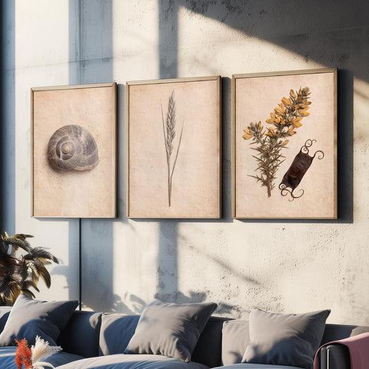 Cornwall Coast Set of Three Art Prints - Snail Shell Marram Grass and Gorse - Vintage Pressed Herbarium Botanical Posters Photo