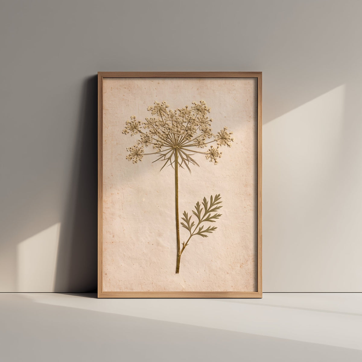 Queen Anne's Lace Art Print - Vintage Pressed Flower Photo - Wild Carrot Poster - Cream Cottage Herbarium 3/3