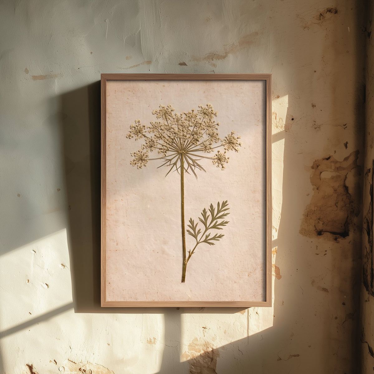 Queen Anne's Lace Art Print - Vintage Pressed Flower Photo - Wild Carrot Poster - Cream Cottage Herbarium 3/3