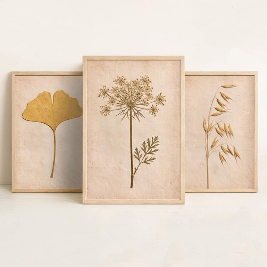 Ginkgo Oat Grass Queen Anne's Lace Set of Three Art Prints - 3 Pressed Botanical Posters - Neutral Vintage Herbarium Photo Decor