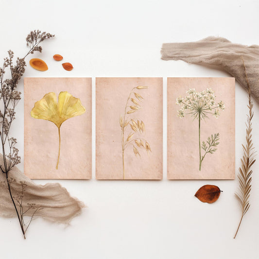 Watercolour Ginkgo Oat Grass Queen Anne's Lace Set of Three Art Prints - Soft Blush Botanical Posters - Herbarium Watercolor Painting