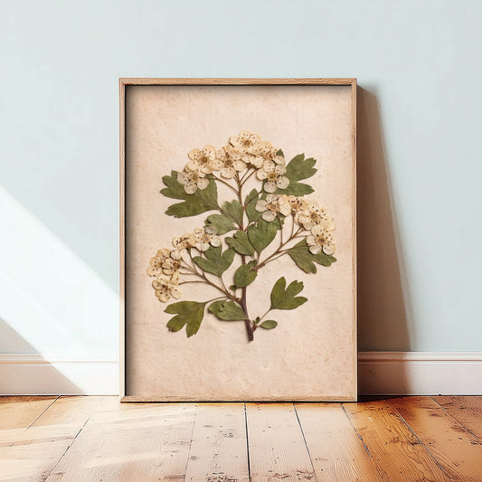 Pressed Hawthorn Blossom Art Print - Vintage May Flower Herbarium Poster - English Hedgerow Botanical Photo 1/3